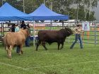 Photo_8-7-2024_10_29_16AM.jpg - Pinnacle Pocket Marcus (front - darker bull) and Pinnacle Pocket Manuka, Atherton Show 8 July 24