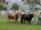 Photo_8-7-2024_10_29_27AM.jpg - Pinnacle Pocket Marcus (front - darker bull) and Pinnacle Pocket Manuka, Atherton Show 8 July 24